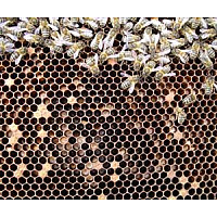 European Foulbrood - An Experimental Treatment European Foulbrood - An Experimental Treatment