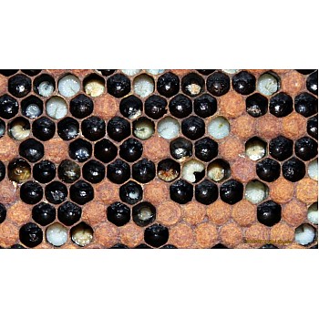 EFB Experimental Treatment