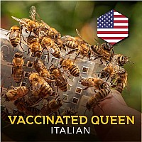 Vaccinated Queen | Italian | 2024