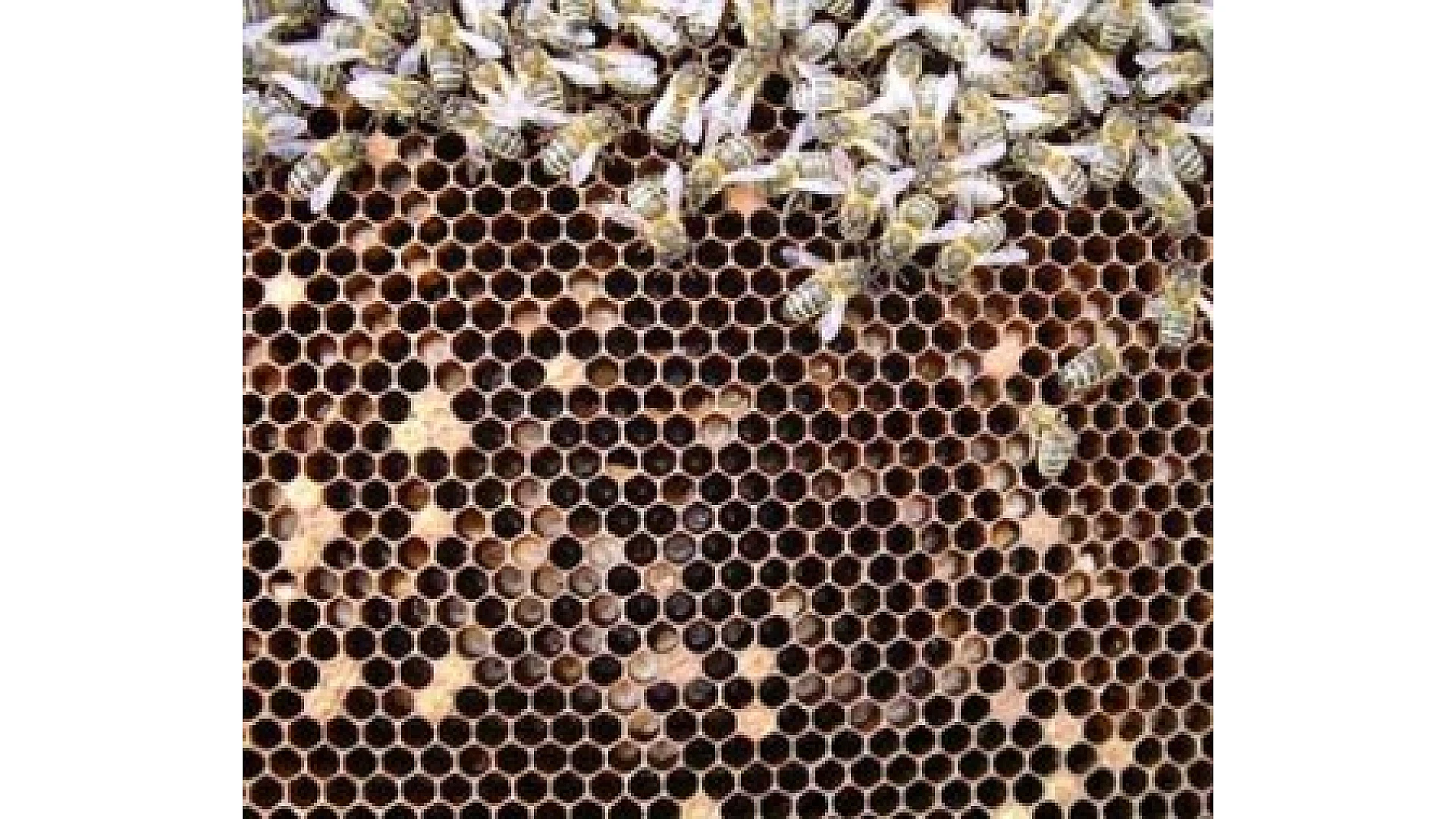 https://valleybeekeeping.com/image/cache/wp/gj/Blog/EFB-1920x1080.webp