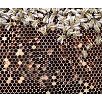 European Foulbrood - An Experimental Treatment European Foulbrood - An Experimental Treatment