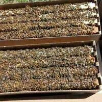 2027 Ontario/Quebec Nucs Waiting List (Approx. Mid June) 2027 Ontario/Quebec Nucs Waiting List (Approx. Mid June)