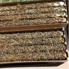 2026 Ontario/Quebec Nucs Waiting List  (Approx. June 13-14)