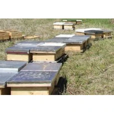 2027 Ontario Full Colony with Local Queen (Mid June) 2027 Ontario Full Colony with Local Queen (Mid June)