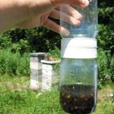Bee Shaker Bee Shaker