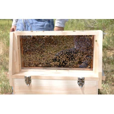 Observation Hive