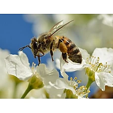 Pollination