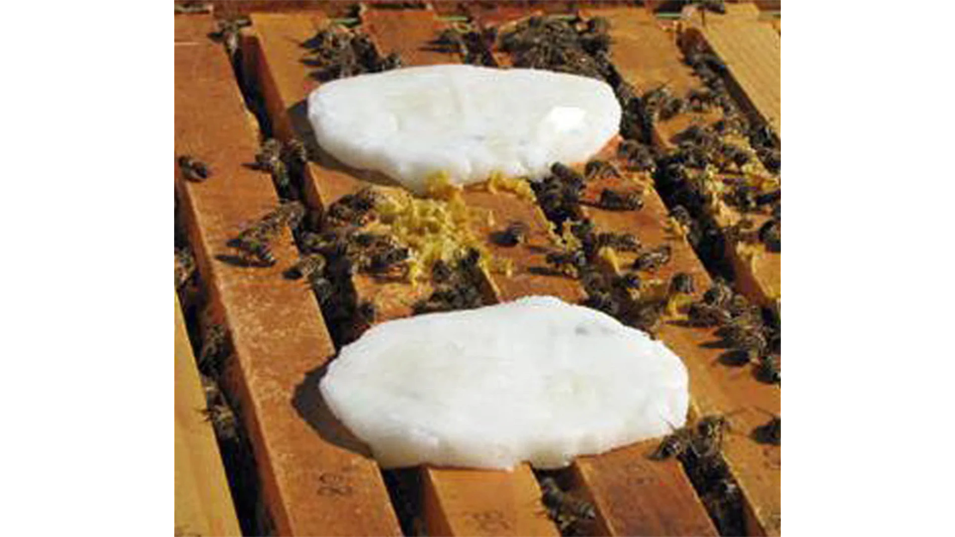 https://valleybeekeeping.com/image/cache/wp/gp/Blog/grease-patties-1920x1080.webp