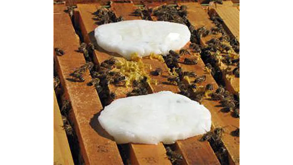 Sugar and grease patty treatments for tracheal mites in a bee hive